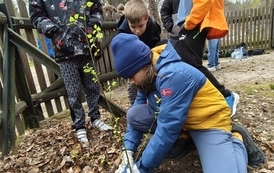 Uczniowie sadzą drzewka brzozy ciemnej 